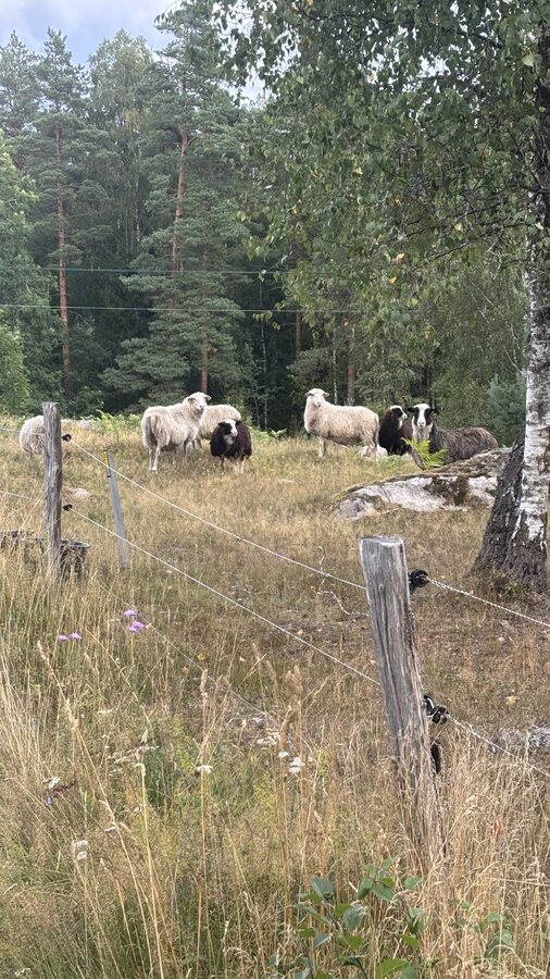 Schafherde auf einer Weide am Waldrand