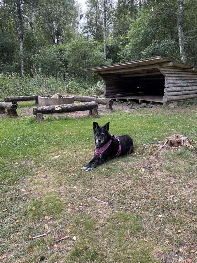 Lucy liegt vor einer Schutzhütte für Wanderer mit Feuerstelle