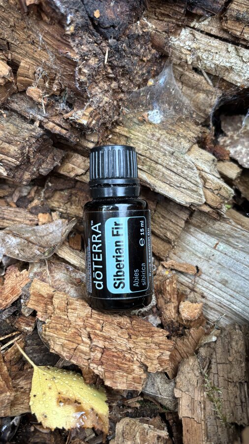 doTERRA Sibirische Tanne auf morschem Holz
