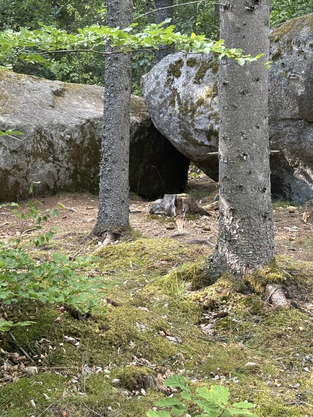 Große Findlinge zwischen schlanken Bäumen im schwedischen Wald