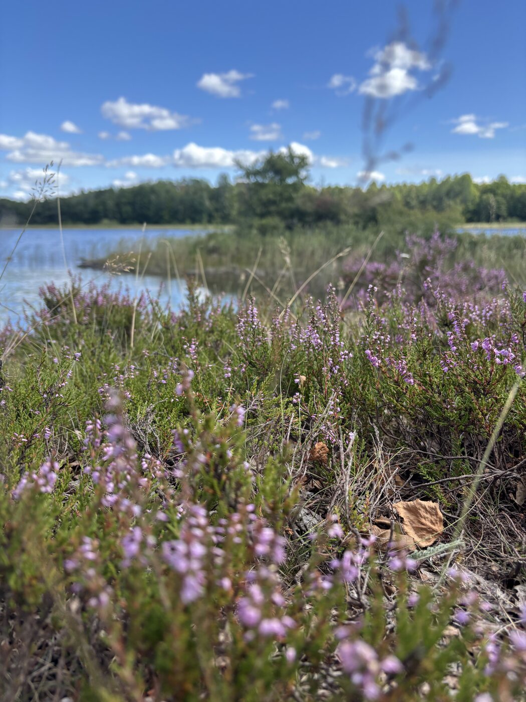 Blühendes Heidekraut am Ufer des Åsnensees unter blauem Himmel