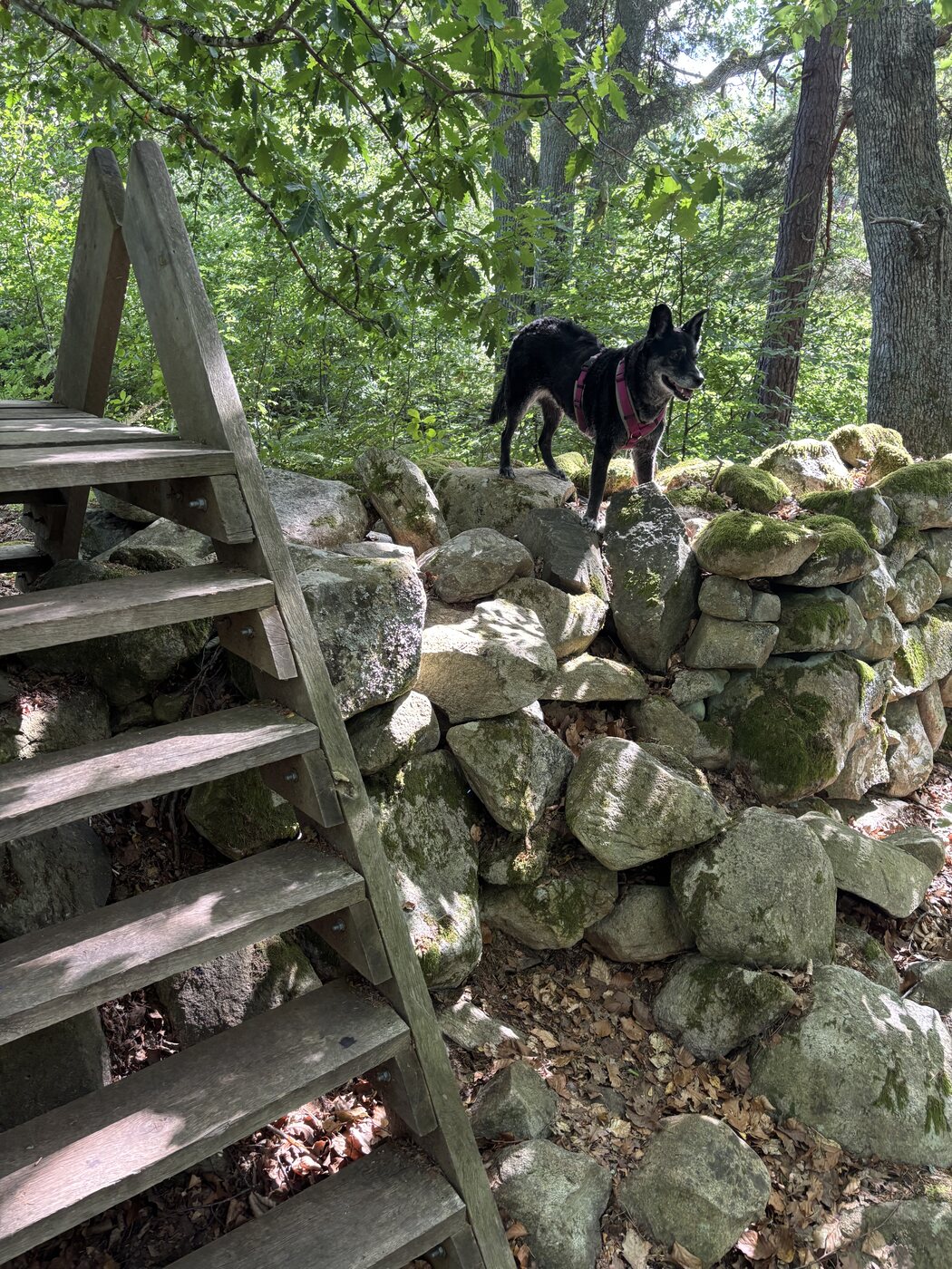 Holzleiter über einen alten Steinwall, oben steht Lucy