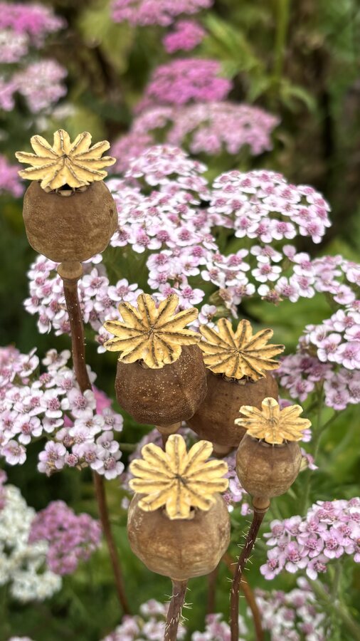 Verblühte Mohnkapseln zwischen Wildblumen