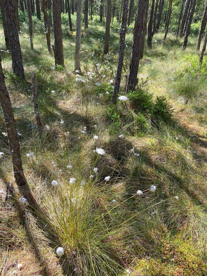 Wollgras zwischen Kiefern im schwedischen Wald