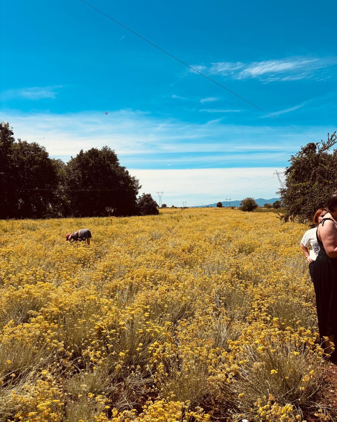 Weites Feld mit blühendem Helichrysum unter blauem Himmel